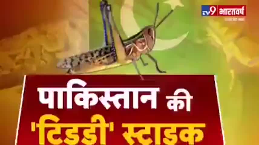 फतेहगढ़: पाकिस्तान से आई टिड्डी किसानों को हुई बहुत परेशानी देविकोट#13poin