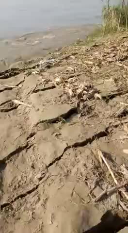 नवगछिया: नवगछिया के रंगरा में गंगा नदी में भीषण कटाव 
#नवगछिया
#रंगरा
#भीषण कटाव