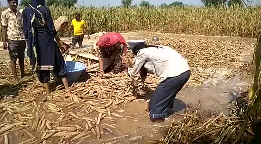 भोपालगढ़: जोधपुर के भोपालगढ़ इलाके में बारिश के कारण #फसलें खराब हुई #﻿#खराब #जोधपुर#7phm भोपालगढ़
