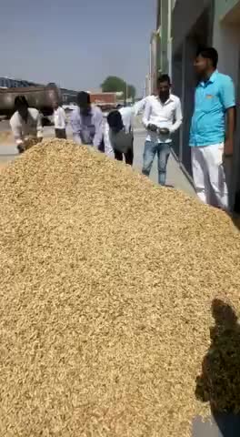 नागौर: oragnic peanut (mungfali ) ki rat nahi de rahi h sarkar##12june19 #13_प्वांइट ﻿#ghanshyamtaneja1