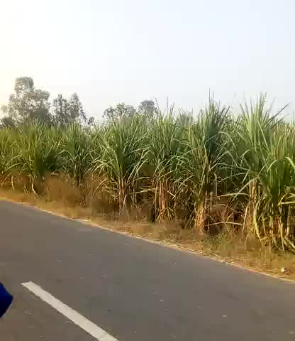 हापुड़: #हापुड की हरयाली का नजारा ﻿#amankhan0