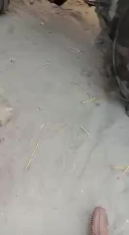 #नानौता(सहारनपुर)- कोहरे के कारण बाइक सवार घायल