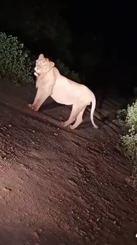 पाली: Pali me aya lion
##024578iuggfsdhhb
