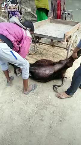 गाज़ीपुर: 2020 नया साल के दिन मेरे भैंस का परिया का अंतिम संस्कार हुआ   ﻿@#02457viral bhejehua post sauna destric ghazipur