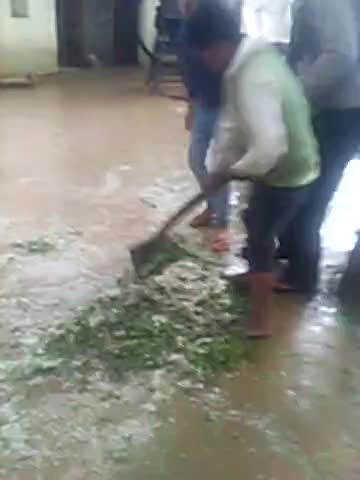 बिसौली: #barrish amla ke gaao palampur gotiya me barrish k sath pde olee. Kaphi matra me fasal ko hua nuksaan.