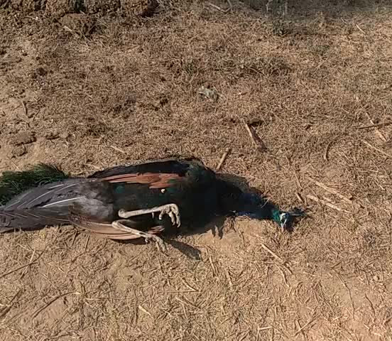 दौसा: bahut Tej Sardi ki vajah se rashtriy pakshi peacock ki Hui death###07 #10k ﻿@﻿#bjpkaushambi16