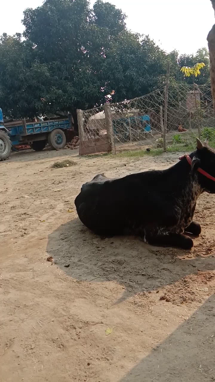 बड़हरा: falahari gaon Ara bhojpur#100smart
