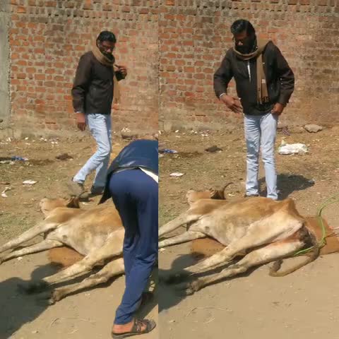 देवरी: गायत्री कॉलोनी में बीमार अवस्था में पड़ी गाय का गौसेवकों ने कराया उपचार #गोसेवा #गौरक्षक