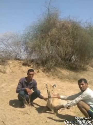 नागौर: कुचेरा थाना क्षेत्र के थला की ढाणी में ग्रामीणों ने हिरण को श्वानों के चंगुल से छुड़ाया #वन्यजीव