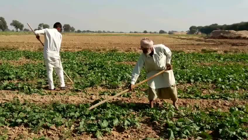 सादुलशहर: करड़वाला में फसलों की देखरेख में जुटे किसान, खेतो में की जा रही है खरपतवार की सफाई #खरपतवार #किसान