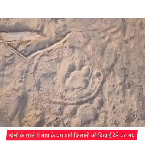 खण्डार: खंडार रेंज के गांव गोठबिहारी में खेतों के रास्ते में बाघ के पगमार्क दिखाई देने से ग्रामीणों में भय का माहौल #बाघ #भयभीत