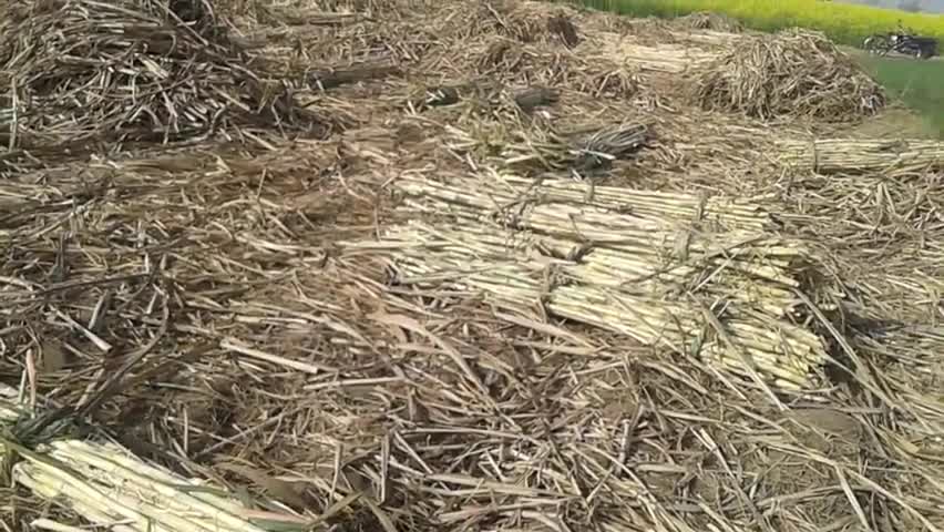 विजयनगर: ग्राम पंचायत 7GB के किसान गन्ने की कटाई में जुटे #खेतीबाड़ी