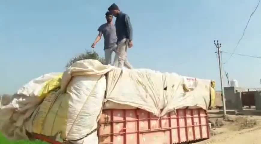 अनूपगढ़: गांव 26A में नरमा की आवक अंतिम चरण में, किसान बेचने के लिए ले जा रहे बाजार #खेतीबाड़ी