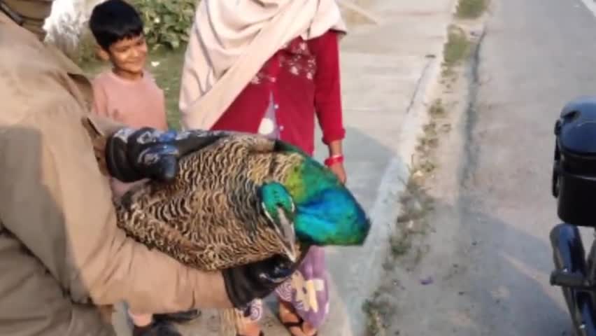 करछना: प्रायगराज-मिर्जापुर हाईवे पर सड़क पार करते समय अज्ञात वाहन ने राष्ट्रीय पक्षी मोर को मारी टक्कर, मोर हुआ घायल #हादसा #मोर