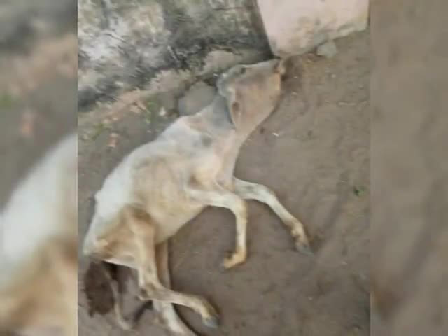 बाली: राडावा में बीमार गाय के बछड़े को इलाज के लिए विहिप से जुड़े गोरक्षा दल के सदस्य ने पहुंचाया बाली पशु चिकित्सालय #गोसेवा