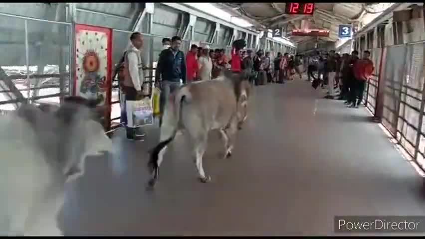 हुज़ूर: रेलवे प्लेटफार्म पर सांडों ने मचाया उत्पात, बाल-बाल बचे यात्री #रेलवे_स्टेशन