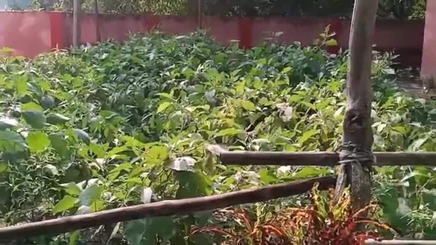 शिवाजी नगर: प्रखंड में कुछ विद्यालयों को छोड़कर अन्य विद्यालयों में नहीं हुआ पोषण वाटिका का निर्माण #पोषण_वाटिका #शिक्षा