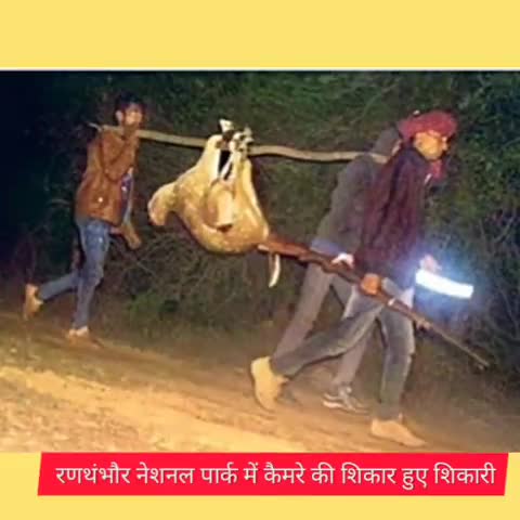 खण्डार: रणथंभौर नेशनल पार्क में वन्यजीव को मारकर ले जाते हुए ट्रैप हुए शिकारी, सीएम तक पहुंचा मामला #रणथंभौर #अशोक_गहलोत