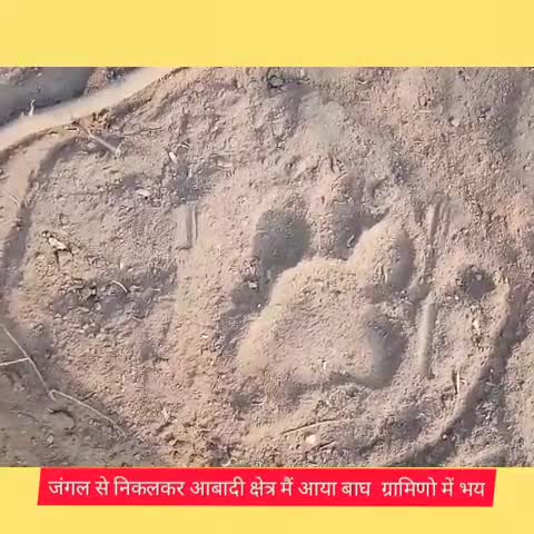 खण्डार: रणथंभौर अभ्यारण्य से निकलकर आबादी क्षेत्र में बाघ पहुंचा, पगमार्क दिखाई देने से ग्रामीणों में भय #रणथंभौर #बाघ