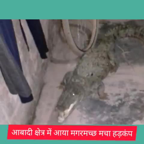 खण्डार: बनास नदी से निकलकर मगरमच्छ पहुंचा ख़िदरपुर गांव, सूचना पर पहुंची वन विभाग रेस्क्यू टीम #वन_विभाग #रेस्क्यू