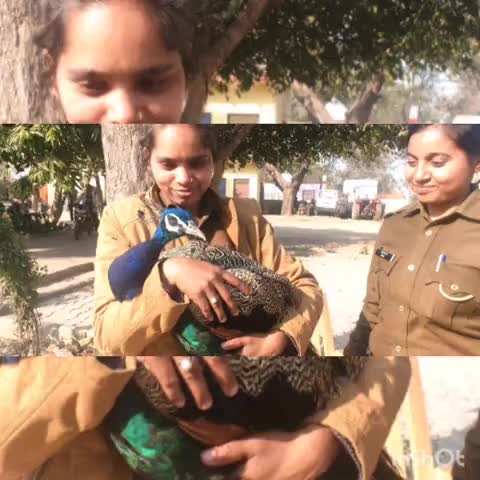 खेरागढ़: सैया थाना पुलिस ने करवाया राष्ट्रीय पक्षी मोर का इलाज, किया वन विभाग के सुपुर्द #मोर #वन_विभाग
