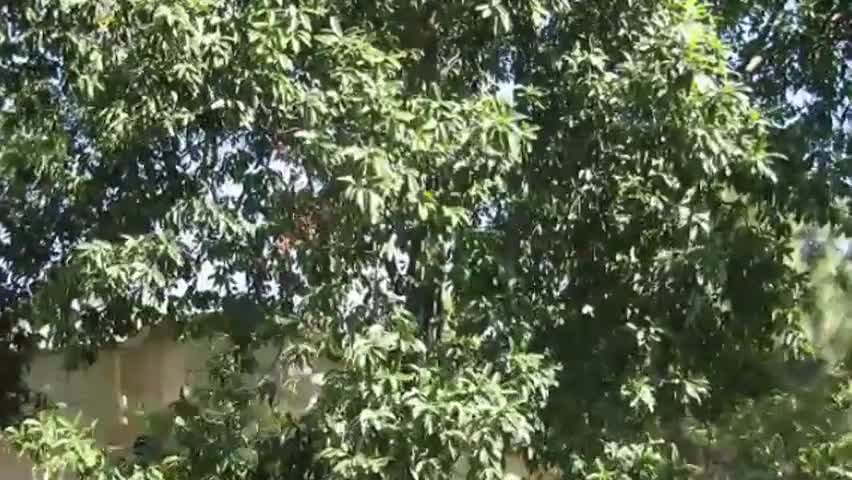 मोतिहारी: मोतिहारी की नर्सरी के फलों की नीलामी 18 फरवरी से होगी, तिथि की गई निर्धारित #नर्सरी #निलामी