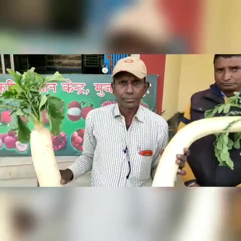 सरैया: गोविंदपुर गांव के किसान श्रीकांत कुशवाहा जैविक खेती के क्षेत्र में प्रखंड व ज़िले का नाम कर रहे हैं रोशन #जैविक_खेती
