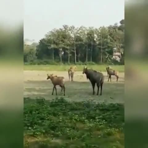 सरैया: प्रखंड क्षेत्र में नीलगाय के आतंक से किसान हो रहे परेशान, फसलें हो रहीं बर्बाद #नीलगाय #नुकसान