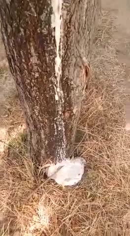 पाली: उत्तरवण गांव में नीम के पेड़ से निकल रहा है दूध जैसा पदार्थ, सोशल मीडिया पर वीडियो वायरल #वीडियो_वायरल