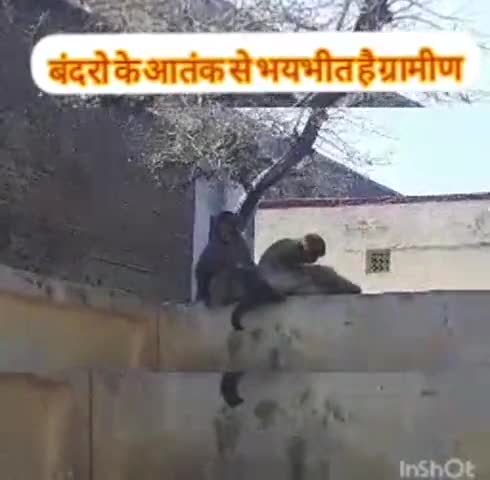 खेरागढ़: इरादत नगर की हर कॉलोनी और सरकारी बिल्डिंगों पर बंदरो का कब्जा, लोग परेशान #बंदर