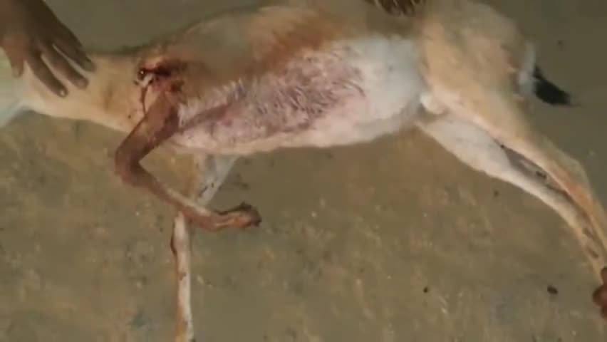 लूनकरनसर: हिरण शिकार मामले में निलंबित रेंजर को किया गया बहाल, बहाली के आदेश के बाद जीवप्रेमियों में रोष #शिकार_मामला #बहाल