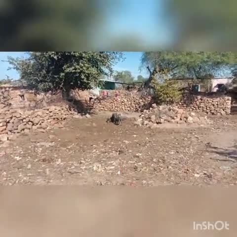 शाहबाद: सहरिया बस्ती में 3 दिनों से मृत पड़ा मवेशी, ग्राम पंचायत नहीं दे रही ध्यान #ग्राम_पंचायत