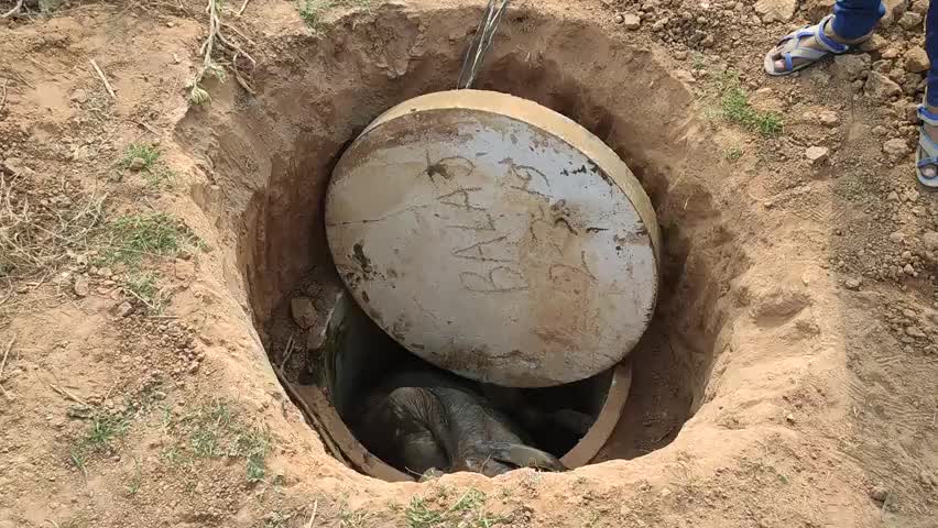 मण्डरायल: रोधई मोड़ के पास जियो कंपनी द्वारा खोदे गए गड्ढे में गिरने से गोवंश की हुई मौत #जियो #मौत