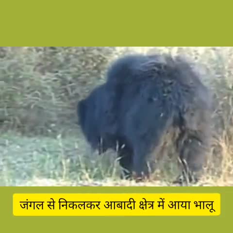 खण्डार: खंडार रेंज के तलावड़ा गांव में जंगल से निकलकर आबादी क्षेत्र में घुसा भालू, ग्रामीणों में मचा हड़कंप #भालू #वन_विभाग