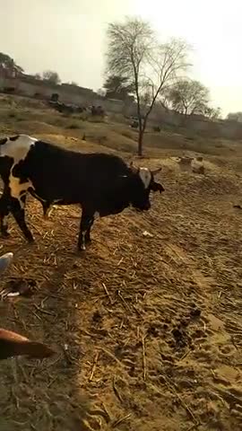 सूरतगढ़: गाँव जानकीदास में गौशाला में बदला खेल ग्राऊंड, बंद किए जाते हैं आवारा पशु #गोशाला #आवारा_पशु