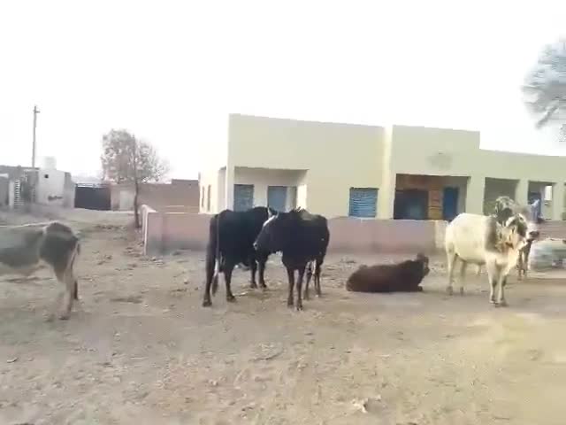 अनूपगढ़: गांव 27A में नंदीशाला नहीं होने के कारण गलियों में लग रहा है आवारा पशुओं का जमावड़ा #गोशाला #आवारा_पशु