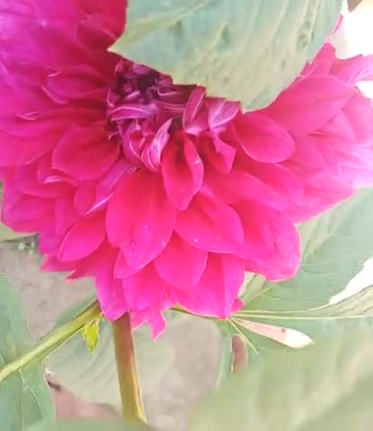 अमेठी: #very very beautiful flowers﻿