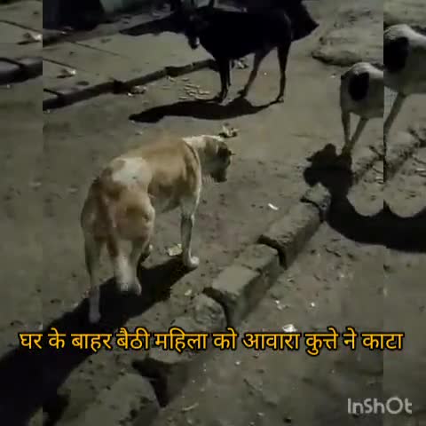 दादरी: सेक्टर 22 में घर के बाहर बैठी 80 वर्षीय बुजुर्ग महिला को आवारा कुत्ते ने बनाया अपना शिकार #नोएडा#प्राधिकरण