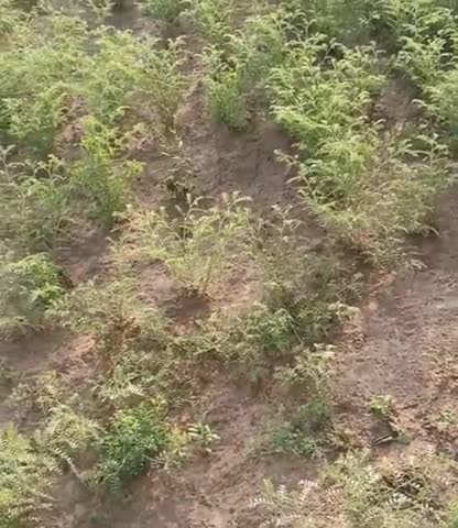 सीकर: सीकर में ओलावृष्टि।
चनो के फूल झड़े﻿ 
#rain #ola