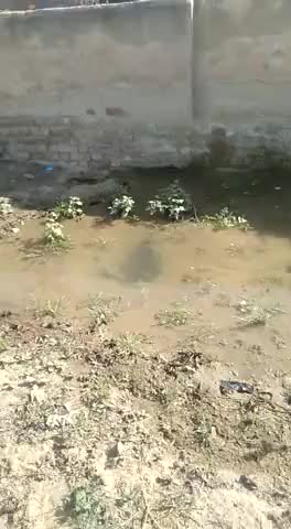 घड़साना: 2 एमएलडी ग्राम पंचायत में टूटी पाइप लाइन से 20 दिनों से बह रहा है हजारों लीटर पानी, प्रशासन बेखबर #जल_संरक्षण