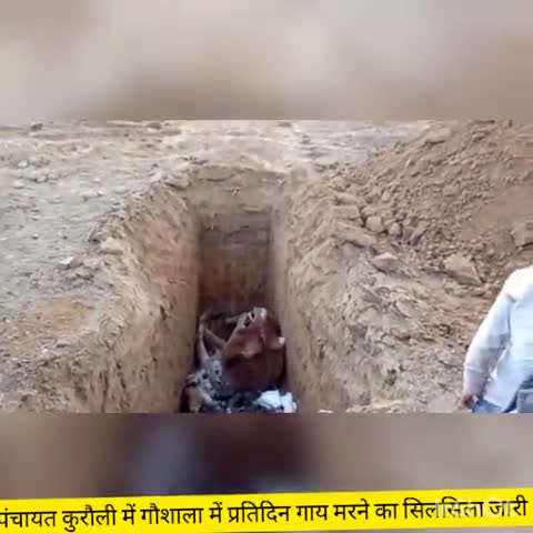 माधौगढ़: ग्राम पंचायत कुरौली में बनी गौशाला में ही दफनाया जा रहा मरी गायों को, बदबू से बच्चों व  ग्रामीणों को हो रही परेशानी,फैल रही बीमारी #परेशानी#bdo_महिमा