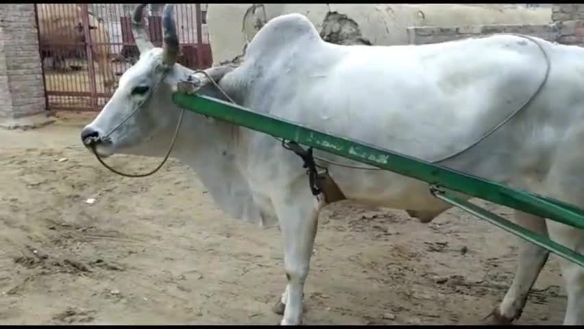 सूरतगढ़: मालेर में श्री कृष्ण गोपाल गौशाला की तरफ से नियमित रूप से चल रही है प्रभात चारा फेरी #गोशाला