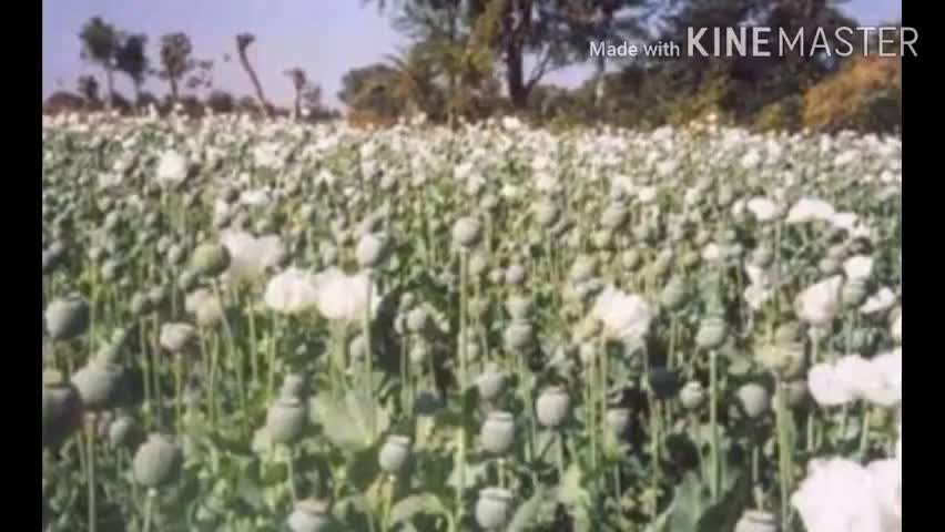 लावालौंग: कोलकोले पंचायत की कई एकड़ भूमि में लहला रही पोस्तो की खेती, नहीं हो रही कार्रवाई #अपराध #पोस्त