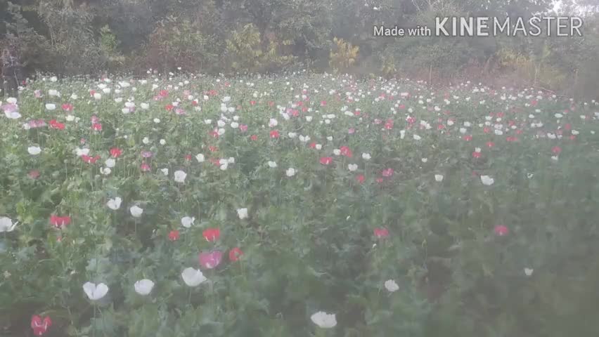 कुंदा: कुंदा प्रखंड के विभिन्न इलाकों में हो रही पोस्तो की खेती, खेती को नष्ट करने के लिए प्रशासन मुस्तैद #पोस्त