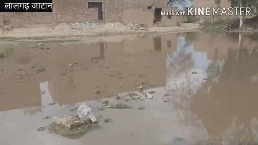 सादुलशहर: लालगढ़ जाटान में उप तहसील के सामने आवारा पशुओं के लिए बनी अस्थाई गोशाला में भरा पानी, पशुओं को हो रही परेशानी #गोशाला
