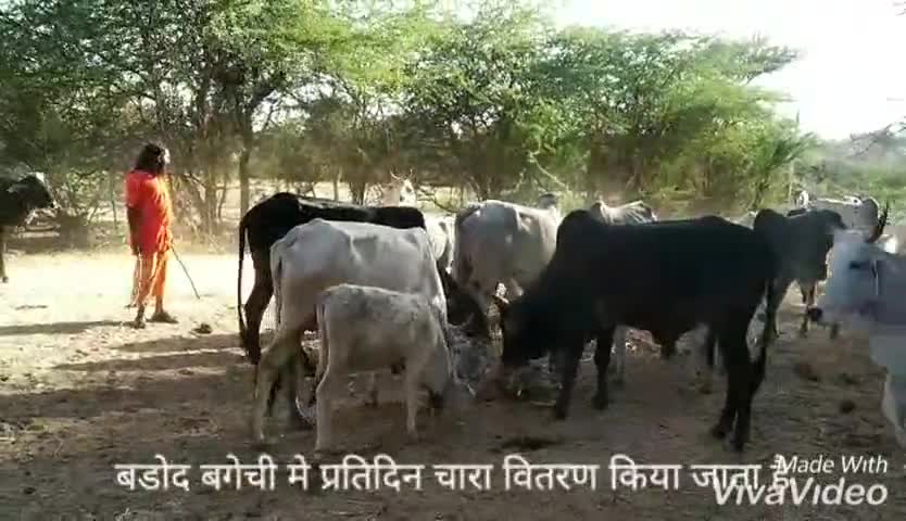 देसूरी: बड़ोद गाँव स्थित धनेश्वर महादेव बगेची की शरण मे आए पशुओं को प्रतिदिन किया जाता है चारे का वितरण #गोसेवा