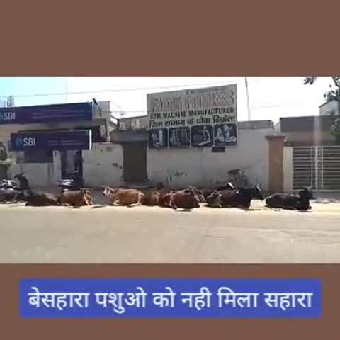 मेरठ: मेरठ के सूरजकुंड रोड पर बेसहारा पशुओं से होते रहते हैं हादसे, प्रशासन नहीं लेता संज्ञान #जिला_प्रशासन
