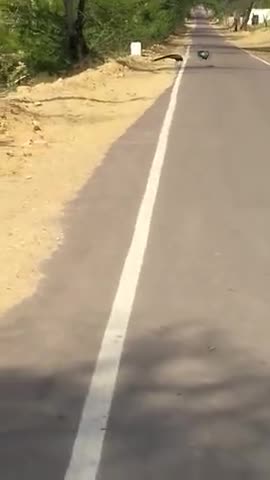 सूरतगढ़: ग्राम पंचायत पदमपुरा में मोर पक्षियों की संख्या में निरंतर हो रही कमी बनी चिंता का विषय #वन्यजीव