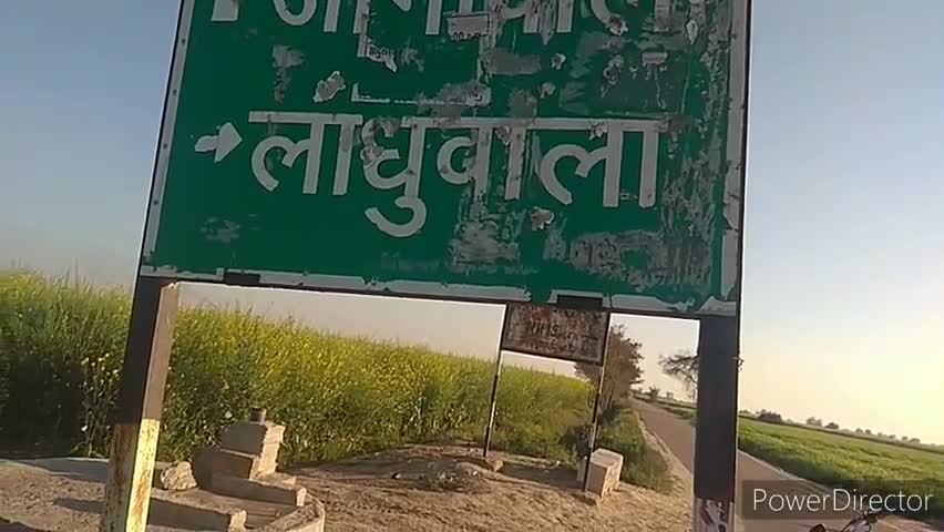 गंगानगर: ग्राम पंचायत लाधुवाला के किसानों की पकी फसल को नुकसान पहुंचा रहे हैं आवारा पशु, गोशाला वाले नहीं दे रहे ध्यान #गोशाला