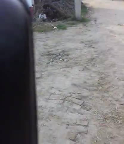 कुचायकोट: kuchaikot thana chhetra ke mathiya village me tiger aaya hai niwedan hai ki van vibhag se pakadwale#निर्भया